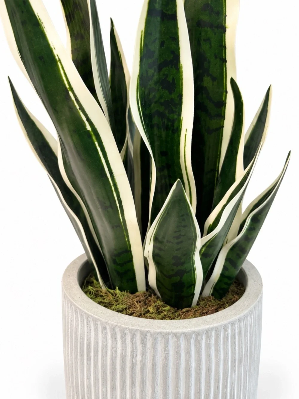 Large Faux Snake Plant in White Ribbed Planter